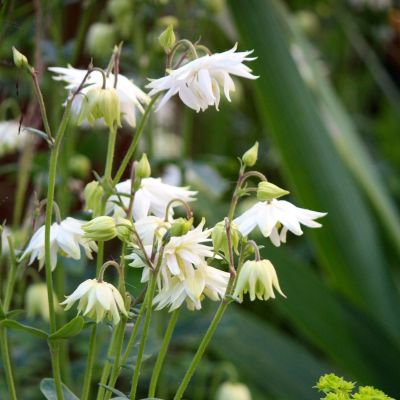 Аквилегия махровая Вайт Барлоу - Dolina-Sad.Ru