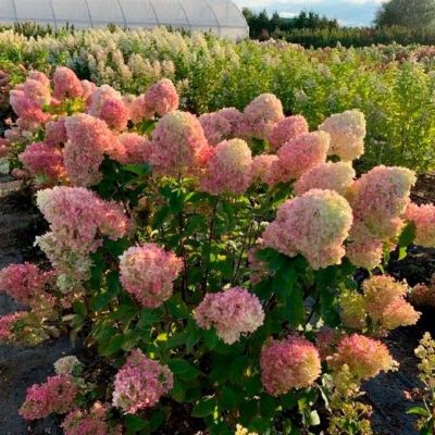 Гортензия метельчатая Краса Лесково, С3 - Dolina-Sad.Ru