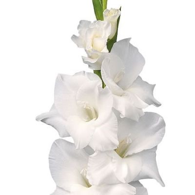 Гладиолус Сноудон Гладиолус Сноудон - Dolina-Sad.Ru