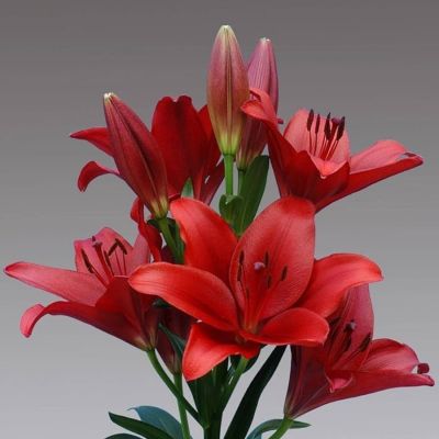 Лилия Динамикс - Dolina-Sad.Ru