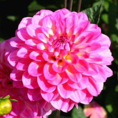 Георгина Эль Санто Георгина Эль Санто фото