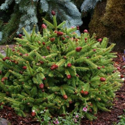 Ель обыкновенная Акрокона Ель обыкновенная Акрокона фото