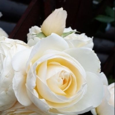 Роза Ютерзенер Клостеррозе Роза Ютерзенер Клостеррозе - Dolina-Sad.Ru