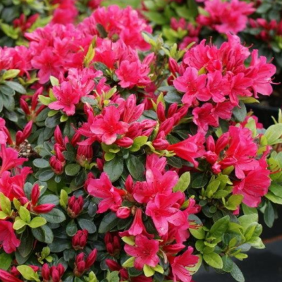 Рододендрон Казуко фото