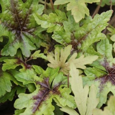 Гейхера Старберст Гейхера Старберст - Dolina-Sad.Ru