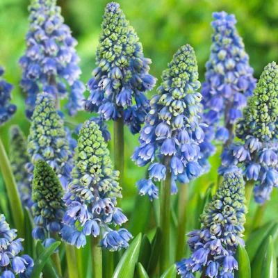 Мускари Артист Мускари Артист фото