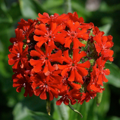 Лобелия сифилитическая Ред Лобелия сифилитическая Ред фото