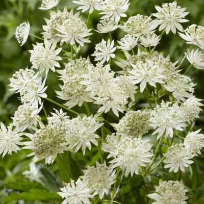 Астранция крупная Диамонд Вайт - Dolina-Sad.Ru