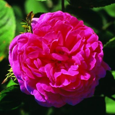 Роза Роуз Де Решт Роза Роуз Де Решт - Dolina-Sad.Ru