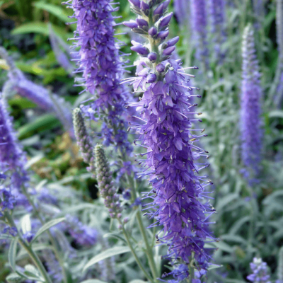 Вероника колосистая Инкана , x Вероника колосистая Инкана , x фото