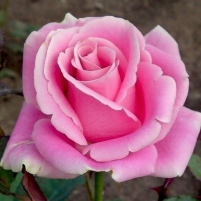 Роза Аква Роза Аква - Dolina-Sad.Ru