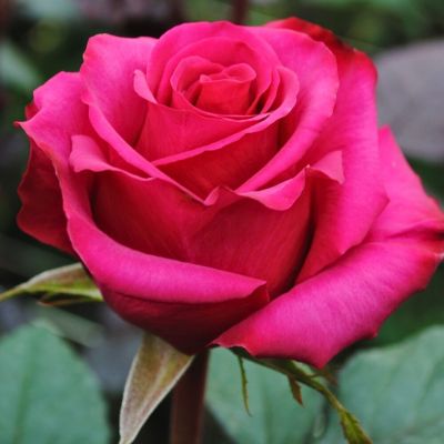 Роза Равель Роза Равель - Dolina-Sad.Ru