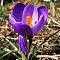 Крокус Флавер Рэкорд фото