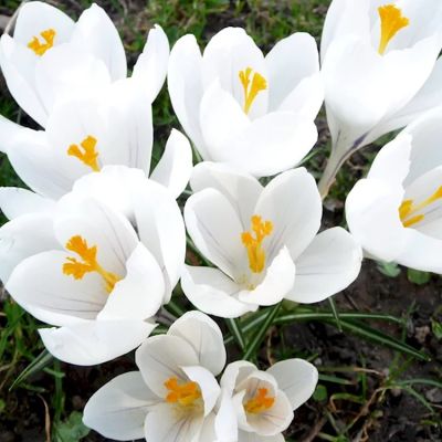 Крокус Вайт Крокус Вайт - Dolina-Sad.Ru