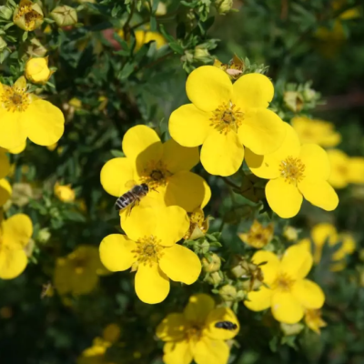 Лапчатка кустарниковая ГолдФингер Лапчатка кустарниковая ГолдФингер фото