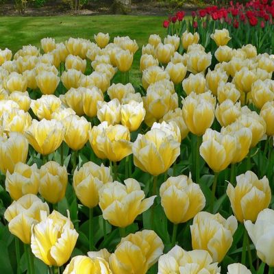 Тюльпан Свитхарт Тюльпан Свитхарт фото