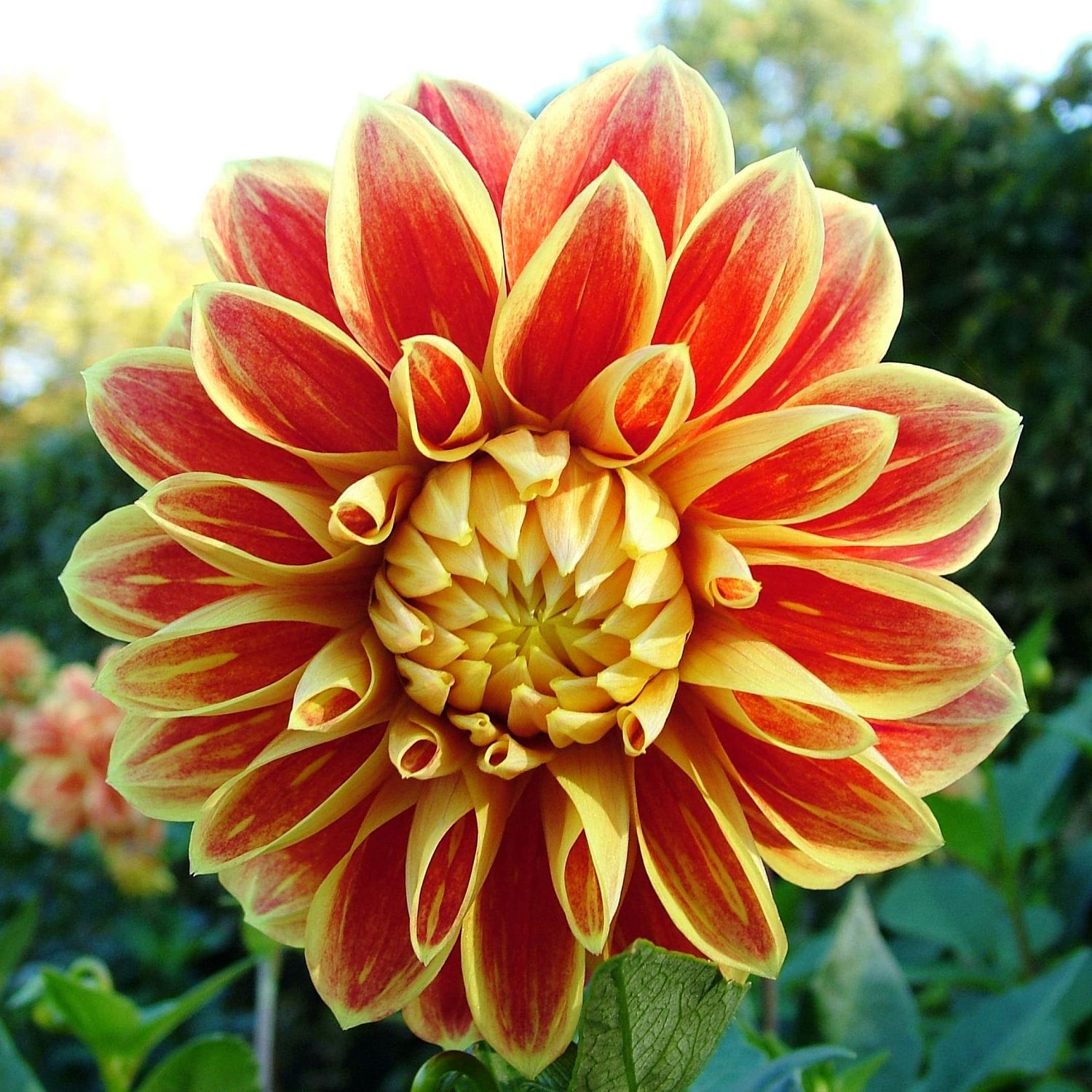 Георгина Гарден Фестиваль Георгина Гарден Фестиваль фото