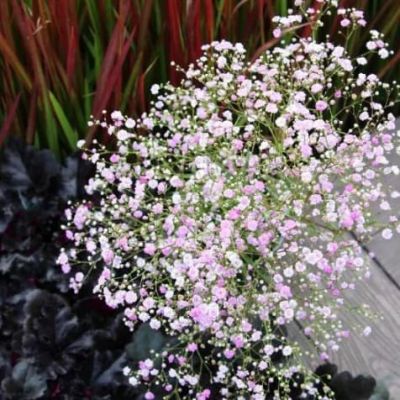 Гипсофила Май Пинк Гипсофила Май Пинк фото