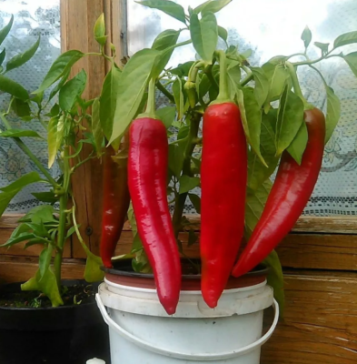 Перец Какаду F1 Перец Какаду F1 фото