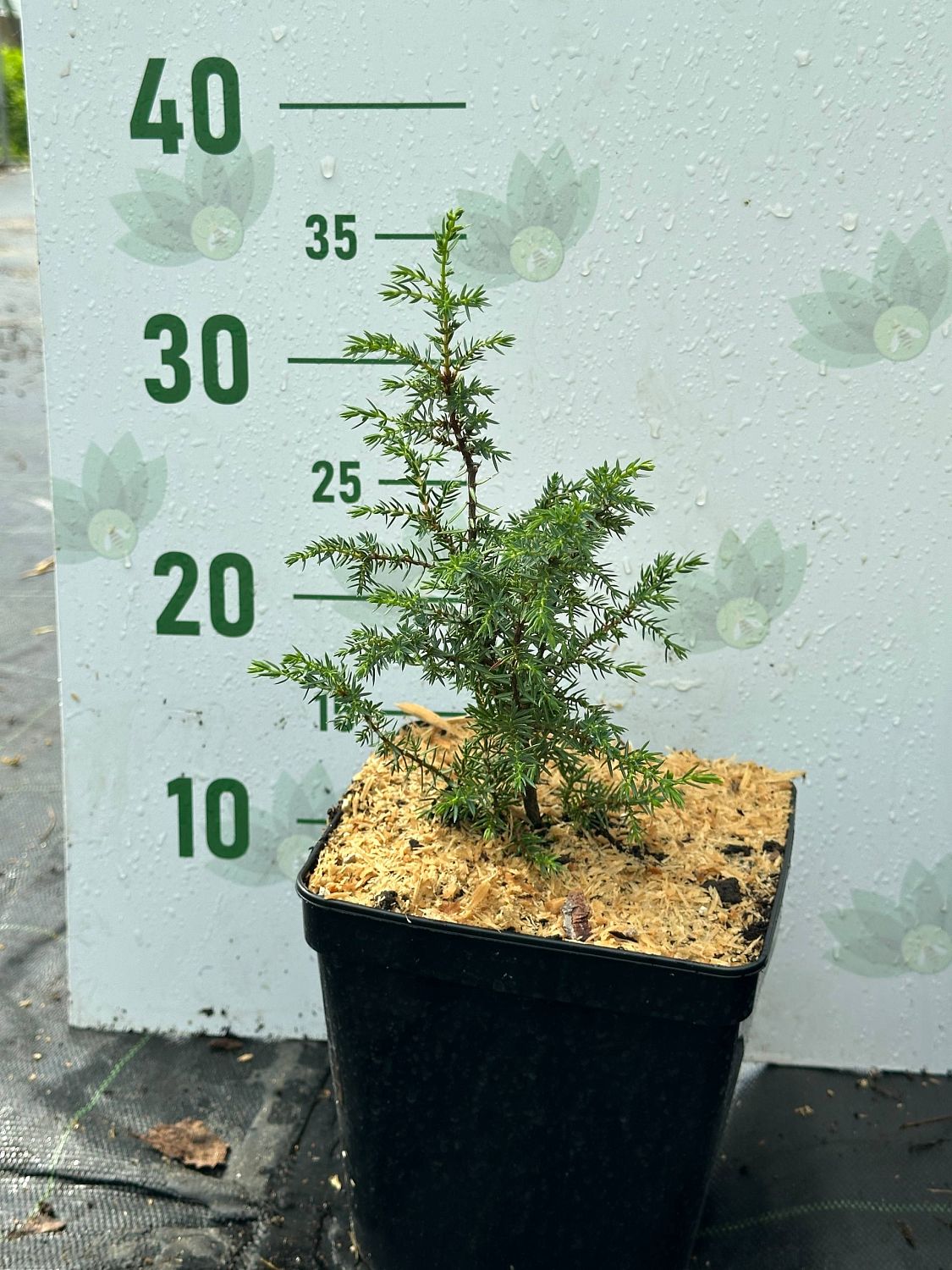 Можжевельник обыкновенный Суецика, С3 - Dolina-Sad.Ru