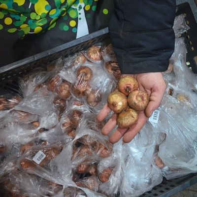 Гладиолус Сноудон Гладиолус Сноудон - Dolina-Sad.Ru