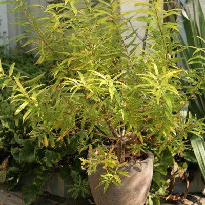 Ива сахалинская Голден Саншайн Ива сахалинская Голден Саншайн - Dolina-Sad.Ru