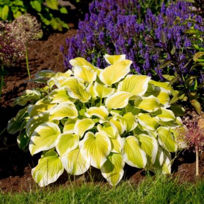 Хоста Спринг Монинг , C2 Хоста Спринг Монинг , C2 фото