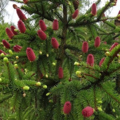 Ель обыкновенная Акрокона Ель обыкновенная Акрокона фото