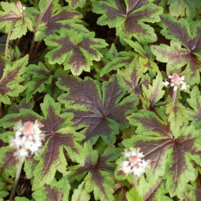 Гейхера Старберст Гейхера Старберст - Dolina-Sad.Ru