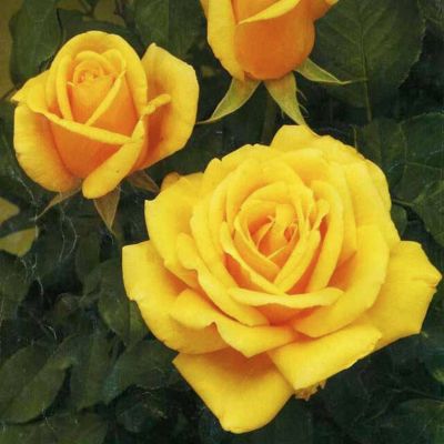 Роза Латино - Dolina-Sad.Ru