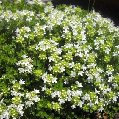 Тимьян ползучий Альбус , P9 Тимьян ползучий Альбус , P9 фото