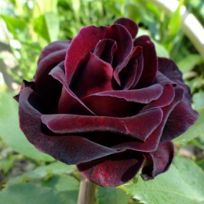 Роза Фиджи Негро Роза Фиджи Негро - Dolina-Sad.Ru