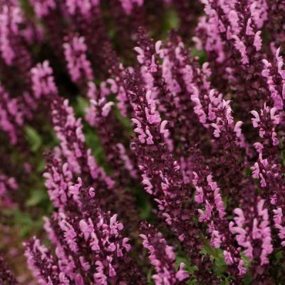 Шалфей Сэнсэйшн Медиум Пинк Шалфей Сэнсэйшн Медиум Пинк - Dolina-Sad.Ru