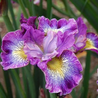 Ирис Хау Одейшс Ирис Хау Одейшс - Dolina-Sad.Ru