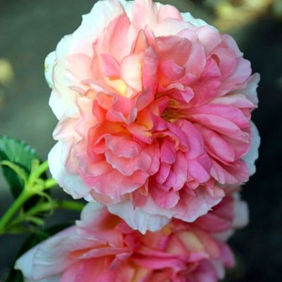 Роза Элеганс - Dolina-Sad.Ru