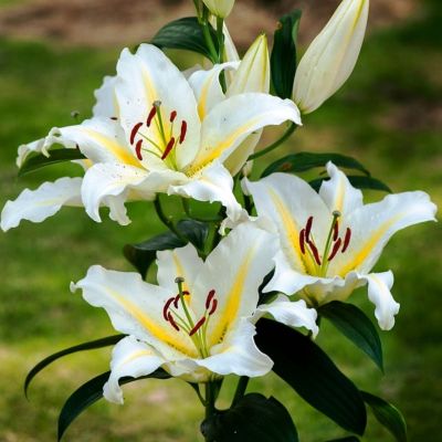 Лилия Баферрари (в горшке) Лилия Баферрари (в горшке) фото