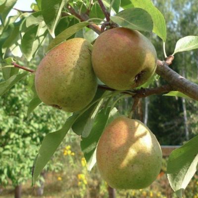 Груша Северянка Груша Северянка - Dolina-Sad.Ru