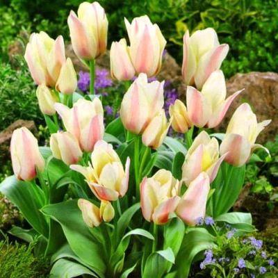 Тюльпан Альбион Стар Тюльпан Альбион Стар фото