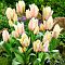 Тюльпан Альбион Стар Тюльпан Альбион Стар фото