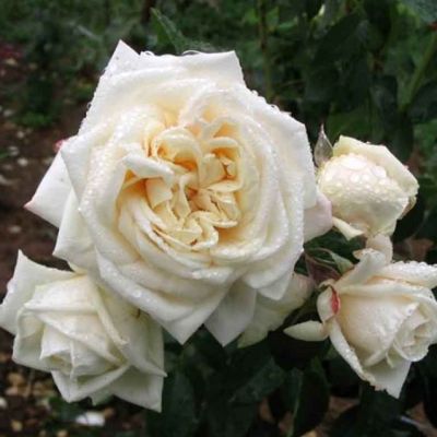 Роза Уайт Брокад - Dolina-Sad.Ru