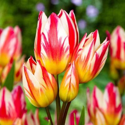 Тюльпан Триколет Тюльпан Триколет фото