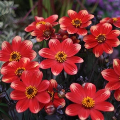 Георгина Дахлергия Биколор фото