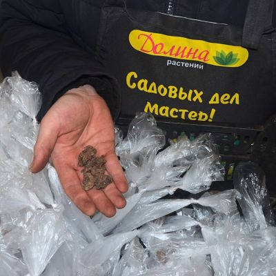 Анемона Голландия Анемона Голландия фото