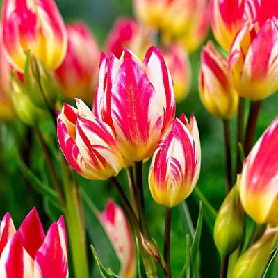 Тюльпан Триколет Тюльпан Триколет фото