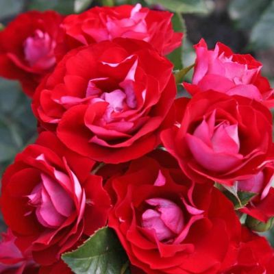 Роза Де Анхайт фото