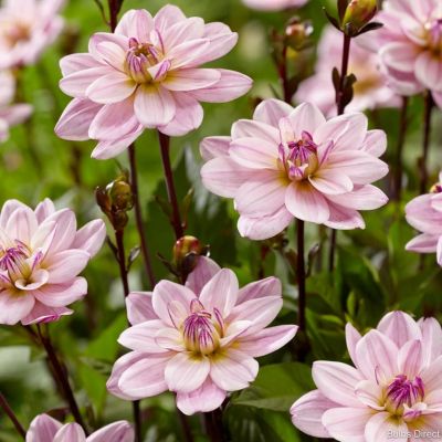 Георгина Пасифик Джевел Георгина Пасифик Джевел - Dolina-Sad.Ru