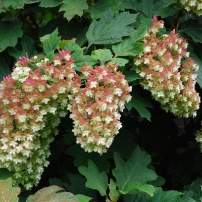 Гортензия дуболистная Сноусикл Гортензия дуболистная Сноусикл - Dolina-Sad.Ru