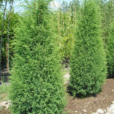 Можжевельник обыкновенный Суецика, С3 - Dolina-Sad.Ru