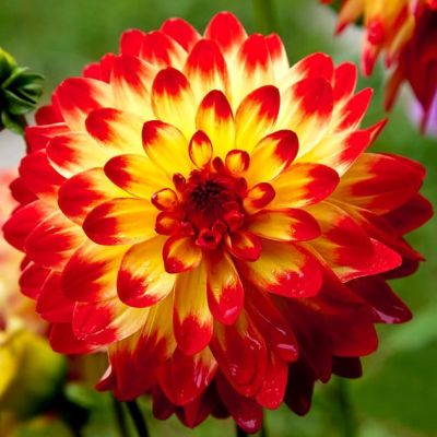 Георгина Сеньер Спирит Георгина Сеньер Спирит фото