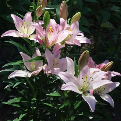 Лилия Пати Даймонд 2шт. Лилия Пати Даймонд 2шт. фото